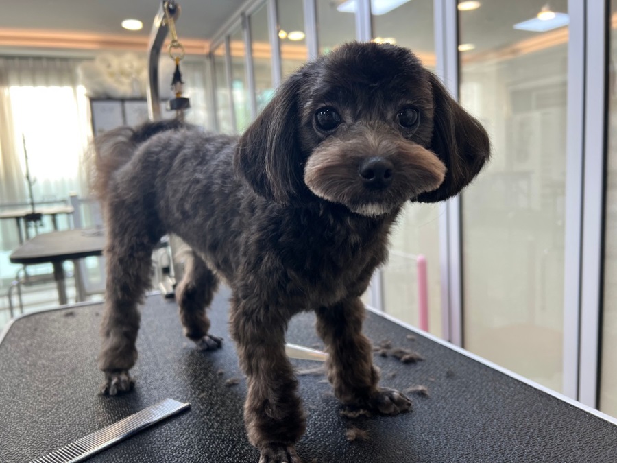 [블로그 기자단] 동글하*