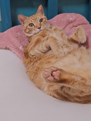 고양이 MBTI 냥BTI를 알 수 있는 카미 반려묘성격유형검사