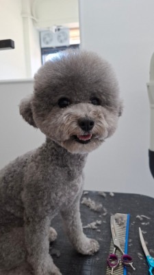 인천 영종도 운서동 애견미용 강아지미용실 뷰티도기