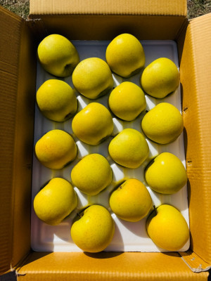 청수농원 사과맛집 찾는다면, 바로팜으로 만나는 안동꿀사과