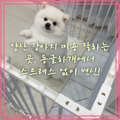 양산 강아지 미용 잘하는 곳, 동글하개에서 스트레스 없이 변신!