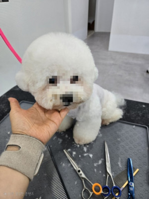 홍제동 애견미용, 강릉 애견미용은 '멍하트애견미용실'