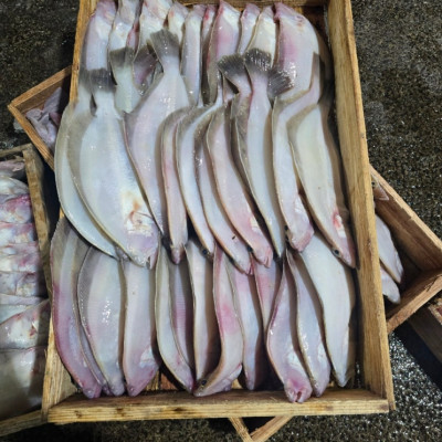 제주옥돔, 산지직송, 신선하고과 맛도 좋은 '성산포 용나수산'