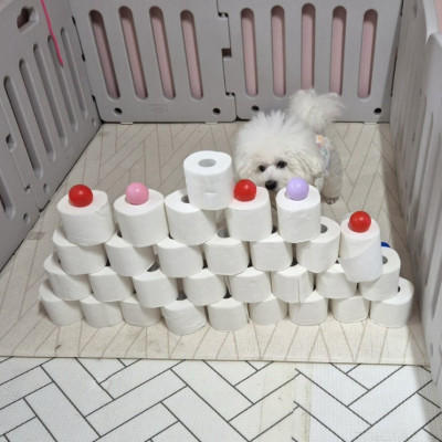 [천안 애견유치원] 천안시 서북구 성정동 건강하개 애견유치원,호텔