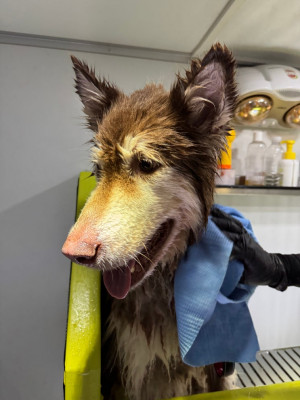 대형견출장목욕 후기｜고양시 말라뮤트 심바 케어 