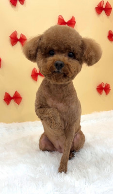 푸들미용 겨울강아지미용 추천 | 공릉동 킁킁그루밍 푸들테디베어컷 가위컷전문 소개