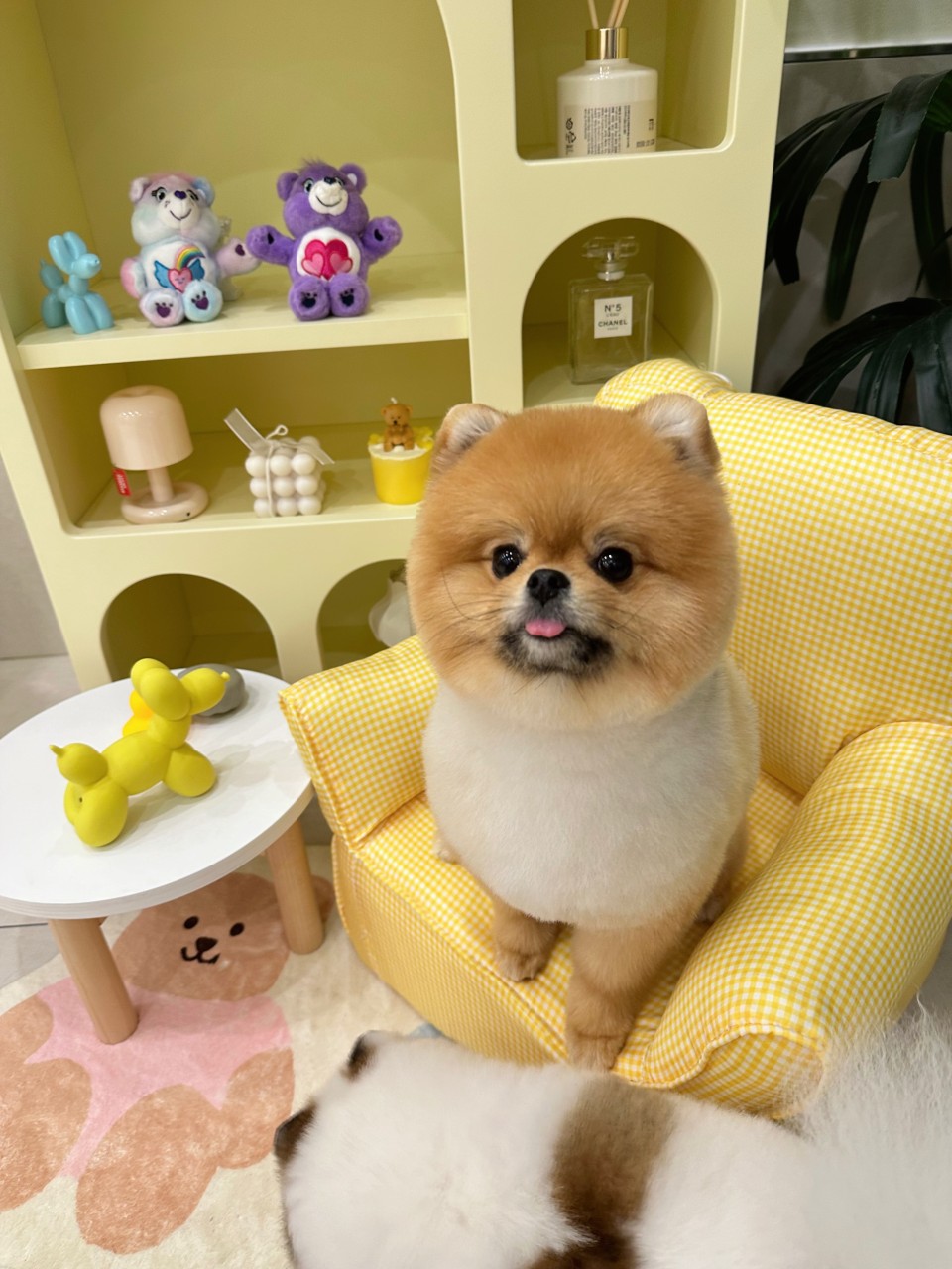 [블로그 기자단] 멍멍블*