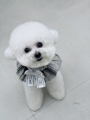 [충남] 천안애견미용실추천 쌍용동 반려동물미용 강아지미용실 , 우리댕