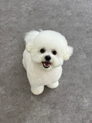 [경남] 김해 애견미용실 삼계 강아지미용실 가야대역 반려동물목욕 , 댕댕모아