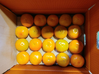 [김포유통업체] 김장재료부터 제철 식자재까지! 새벽 1시부터 달리는 '올굿유통' (김포납품업체, 김포식자재납품)