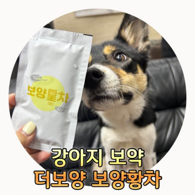 강아지 영양제 추천 음수량늘리기 더보양 보양황차 도매꾹