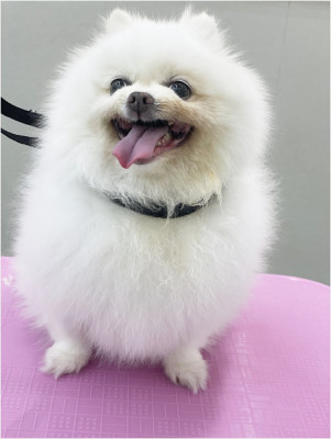 천안 반려동물미용 아이들의 안전과 스트레스 우선으로 진행하는 우리댕