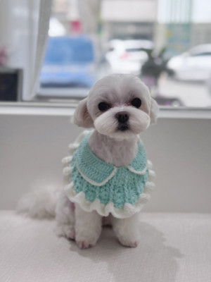 대전애견미용, 유성구애견미용 '댕그랗개'