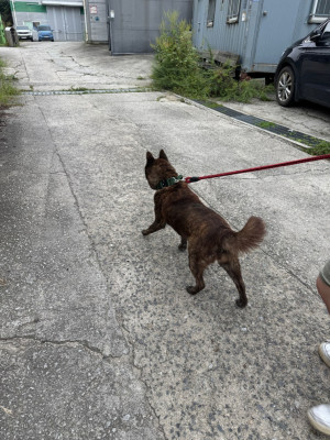 반려견출장목욕 꼼꼼하게 진행해주는 향기롭개