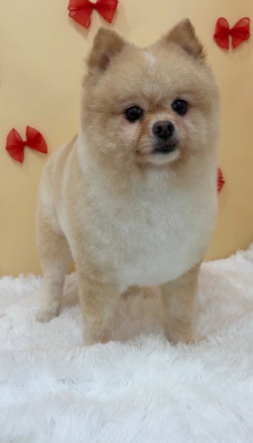 포메가위컷 곰돌이컷 등 다양하게 진행하는 킁킁그루밍