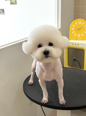 상모동 애견미용, 가위컷 전문 쓰담쓰담에서 우리 비숑 미용 받고 왔어요