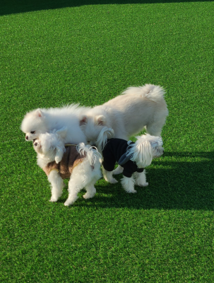 천안 애견유치원, 천안 애견호텔 건강하개 다녀왔어요! 반려견이 너무 좋아했어요