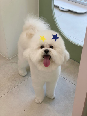 반려동물미용추천 우리댕 1주년 7월 행사 중!